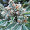 Skywalker