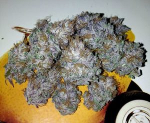 Shishkaberry Marijuana Strain